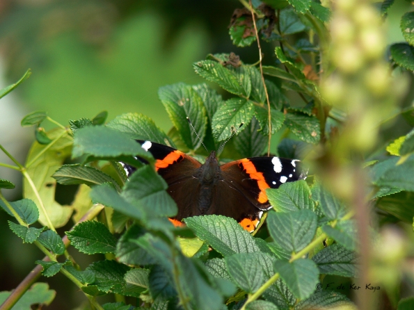 Bois des Moutiers  (25) Summer 2012
